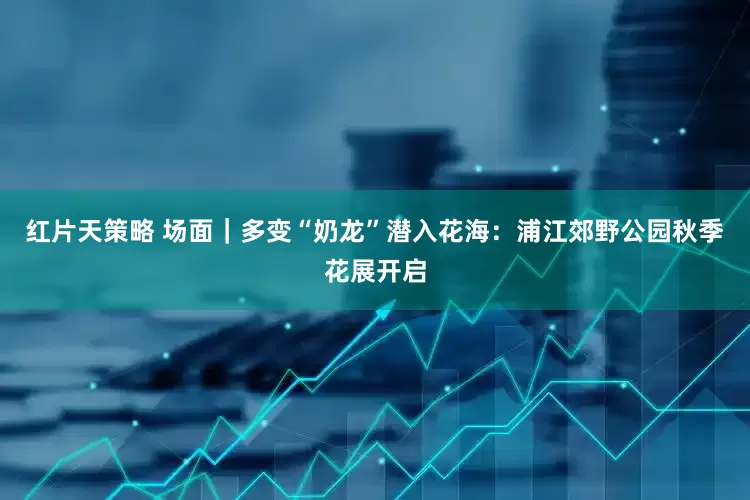 红片天策略 场面｜多变“奶龙”潜入花海：浦江郊野公园秋季花展开启